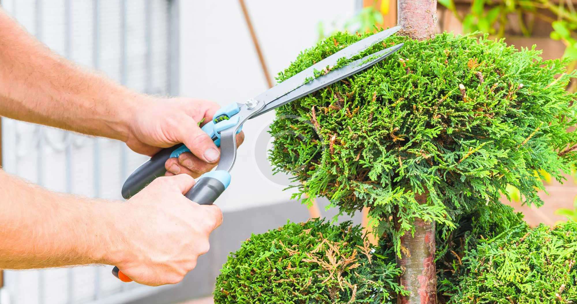 Tree Surgery